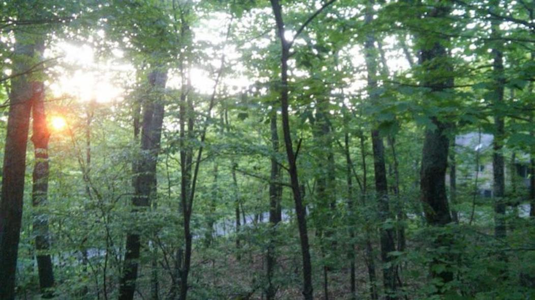 Wintergreen Mount Torry Furnace